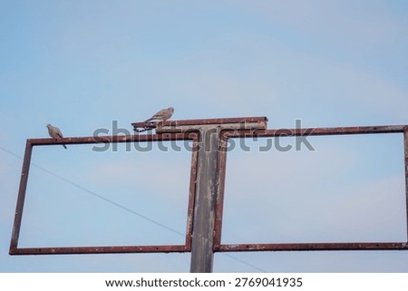 Two turtle doves perched on an iron pole