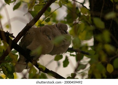 Two Turtle Doves Resting On A Tree