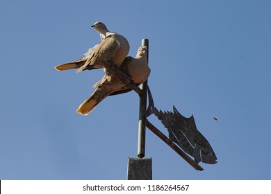 Two turtledoves perched on a wind vane. On a background of blue sky, the turtledoves do their toilet on the weather vane shaped fish but they have not seen the wasp .