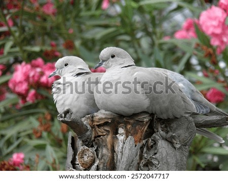 Two turtledoves sitting a a tree stump