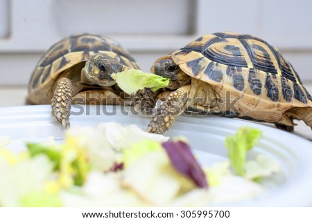 Two turtles in competition on a white dish