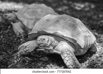 145 Love making turtles Images, Stock Photos & Vectors | Shutterstock