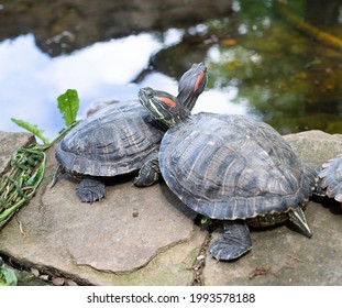 11,051 Love turtle Images, Stock Photos & Vectors | Shutterstock