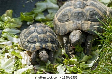 819 Mother and baby turtle Images, Stock Photos & Vectors | Shutterstock