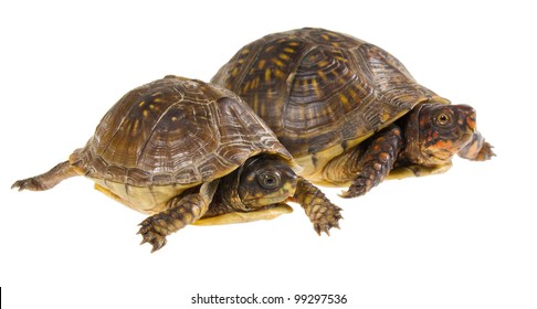 Two Turtles Start Male Female Threetoed Stock Photo 99297536 | Shutterstock