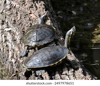 Two turtles in the sunlight