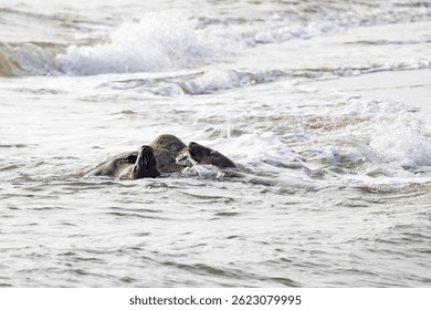 Two turtles surface gracefully in gentle waves, capturing the essence of natures beauty and peaceful serenity
