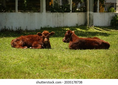 Two Twin Cows In Perfect Symmetry Rest On The Farm