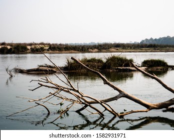 The two types of crocodiles of  Chitwan National Park, Nepal sharing an island in the middle of the river