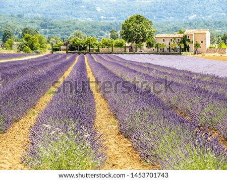 Similar – #A# Lavender Good Art