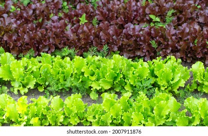 Two Types Of Sowing Lettuce Green And Iodized Lettuce, Background. Fresh Summer Herbs For Salad