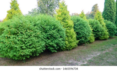 Two Types Thuja Alternately Create Beautiful Stock Photo 1465596734 ...