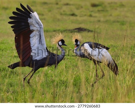 Two Uganda Grey Crowned Crane dancing