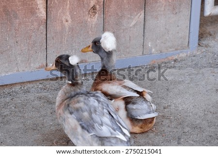 Two unique crested ducks sit calmly near a weathered wooden structure in a natural setting, showcasing their distinct appearances and serene demeanor.