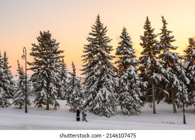 Two Unrecognizable Women Walk Along A Snow-covered Road Along A City Park On A Winter Evening. Snow-covered Fir Trees Against The Background Of The Setting Sun.