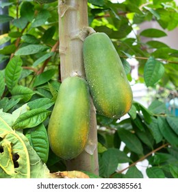 Two Unripe Papaya On The Tree