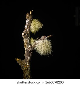 Two Usnea Lichen Isolated On A Black Square Background.