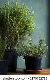 Two varieties of rosemary creeping and erect against a dark background