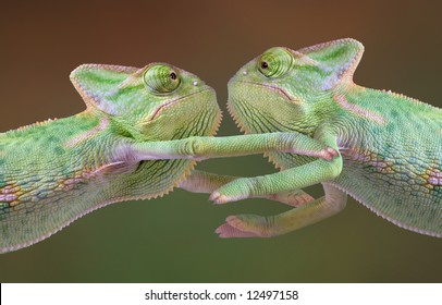 Two veiled chameleon babies are embracing each other.