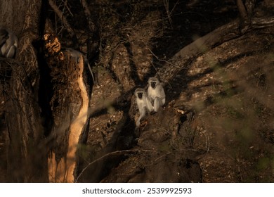 Two vervet monkeys on the tree in Kruger National park. Eye contact with monkeys. Safari in Kruger park.  - Powered by Shutterstock