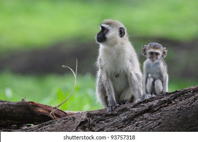 Vervet monkey