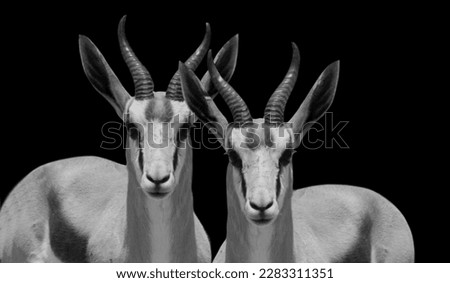 Two Very Beautiful Springbok Animals Standing On The Black Background