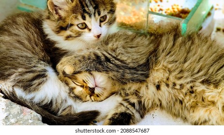 Two Very Hairy Baby Cats Lying Down 
