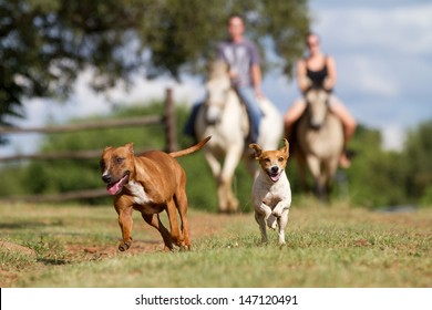 Two very happy dogs running in front of two horse riders on a farm