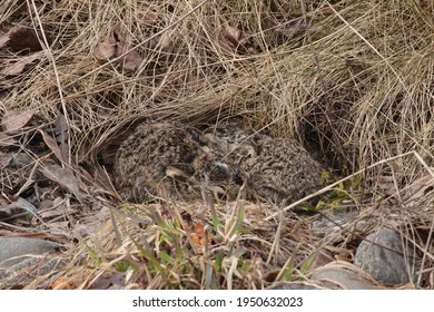 Two Very Young Rabbits Trying To Hide In Long Brown Grass Beneath The Hedge