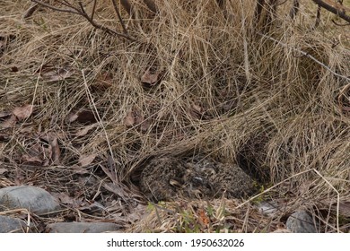 Two Very Young Rabbits Trying To Hide In Long Brown Grass Beneath The Hedge