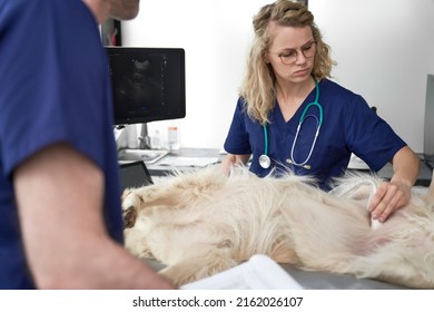 Two Veterinarians Doing An Ultrasound Exam On Dog 