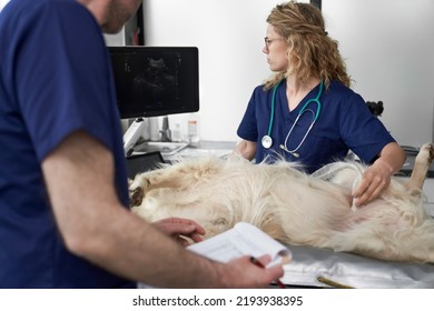 Two Veterinarians Doing An Ultrasound Exam On Dog 