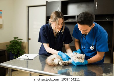 Two Veterinarians Holding Down A Persian Cat At The Exam Table. Caucasian Professional Woman Vet Using A Stethoscope Hearing The Heart Of A Sick Fluffy Cat