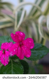 Dos vibrantes flores color
