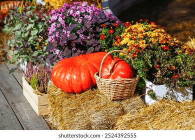 Two vibrant orange pumpkins surrounded by purple flowers and green leaves. Pumpkins angled towards each other, creating dynamic composition with nice depth-of-field effect. - Powered by Shutterstock