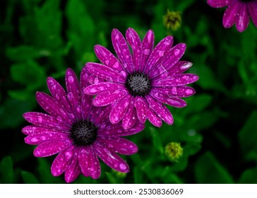  Two vibrant purple Cape marguerite flowers covered with water droplets, set against lush green foliage, showcasing their beauty and freshness after a light rain. - Powered by Shutterstock