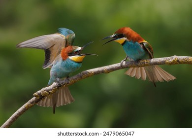 The two vibrant tiny birds perching on a tree branch