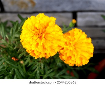 Two vibrant yellow marigold flowers with lush greenery. - Powered by Shutterstock