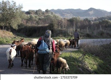 Two Villagers Are Bringing The Herd Back From Grazing At The End Of The Day. A Rural Area In Western Anatolian Region Of Turkey Near Manisa Province. Villagers Wearing Traditional Clothes 