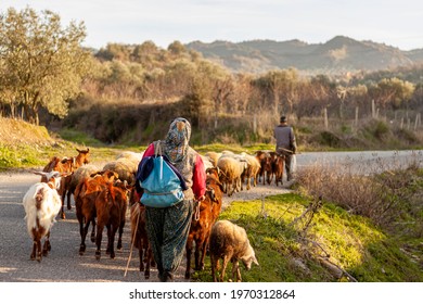 Two Villagers Are Bringing The Herd Back From Grazing At The End Of The Day. A Rural Area In Western Anatolian Region Of Turkey Near Manisa Province. Villagers Wearing Traditional Clothes 