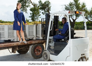 Two vineyard engineers checking quality of delivered grapes harvest