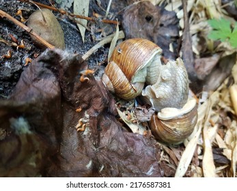 1,759 Vineyard snails Images, Stock Photos & Vectors | Shutterstock