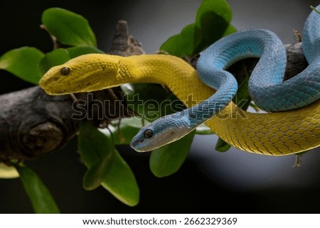 Two vipers coiled on a tree