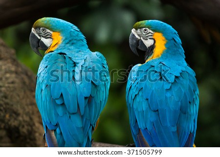 two vivid and colorful ara parrot birds sitting together as friends and looking same direction