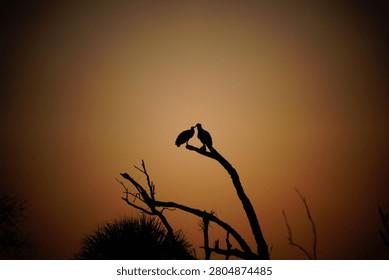Two vultures on dead tree in the Florida scrub