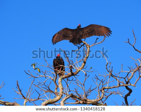 Two vultures in a tree in the Vinales Valley in Cuba