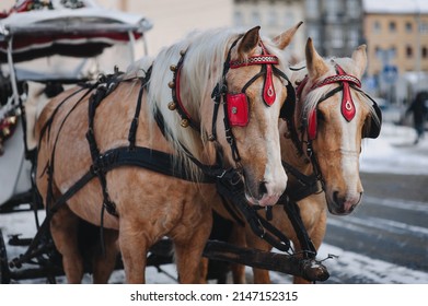 Two walking beige horses in teams and with red blinders stand at the crossroads of streets during a snowfall with a carriage for tourists. Lvov, Ukraine. - Powered by Shutterstock