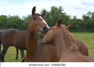 horses playing