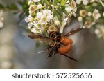 Two wasps