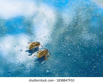 Two Wasps Drinking On My Car. Maybe Dew, Maybe Fallen Sap. Vespula. UK.